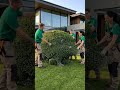 Topiary 🦔 Hedgehog #topiary #luxurygarden #hedgehog #tiktokgrowthchallenge #foryoupage