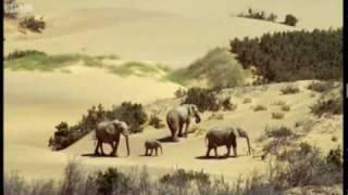 Elephants in the Namib desert - Wild Africa - BBC.flv