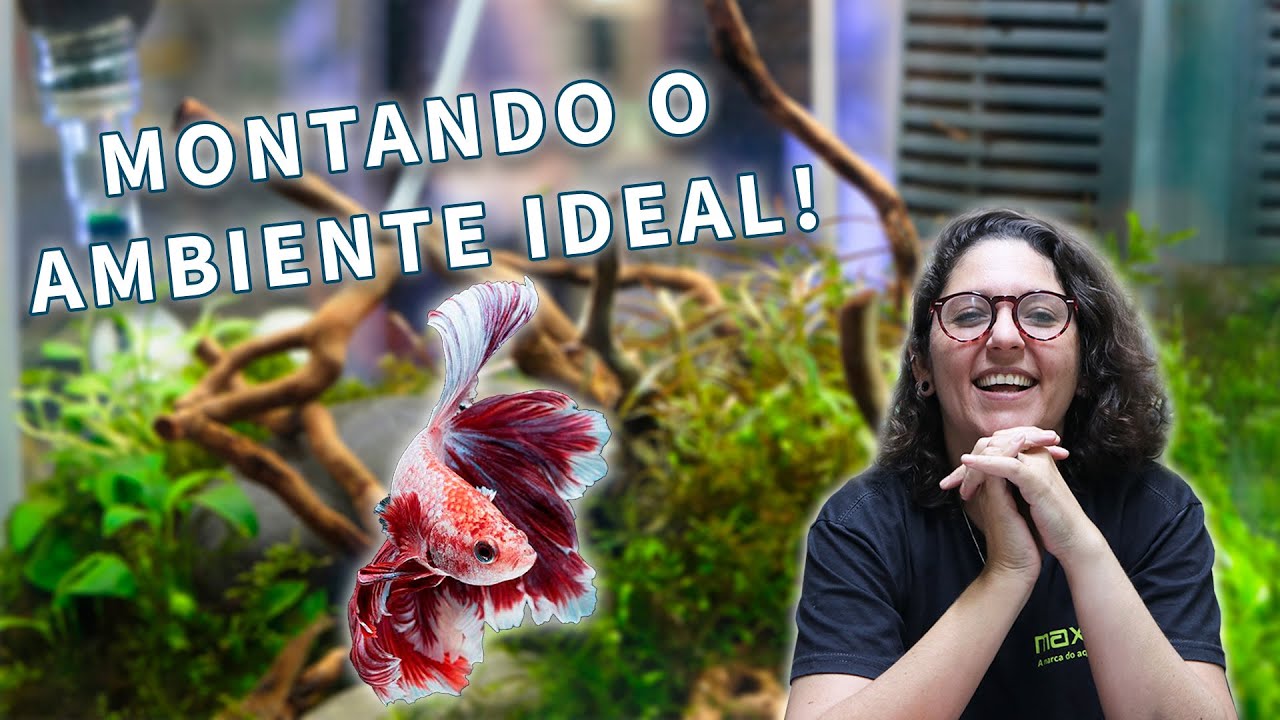 PASSO A PASSO DA MONTAGEM DE UM AQUARIO IDEAL PRO PEIXE BETTA - TUDO QUE VOCÊ PRECISA SABER! - EP.04