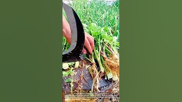 The process by which a laborer uses a characteristic knife to cut the roots of celery