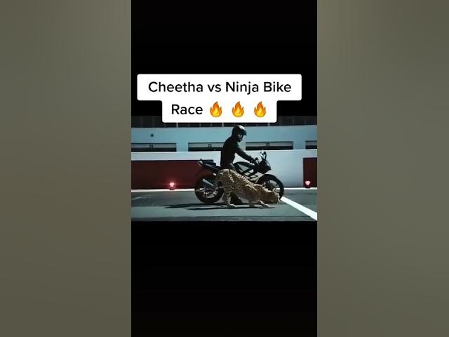 ❤cheetah VS ninja bike race✌✌✌, for bike fans❤❤❤........ with I am a rider song😍😍😍