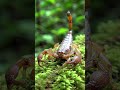 ثلاث حقائق مدهشة عن العقارب السامة عقرب Scorpion Poison Jungle Facts ثلاث حقائق مدهشة عن العقارب السامة عقرب Scorpion Poison Jungle Facts