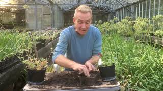 How to collect and sow potentilla seeds