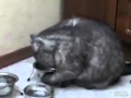 Cat Doesn't Want To Go On A Diet Youtube Video