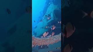 Download Lagu 2025 08 03 Zenobia / Groupers / Diplodus vulgaris / Tracks MP3