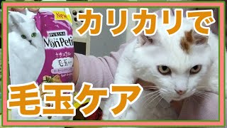 猫の毛玉対策】モンプチナチュラルを美味しく食べるキクちゃんが可愛い☆Kiku-chan,who eats delicious hairball care food,is cuteももはちゃんねる