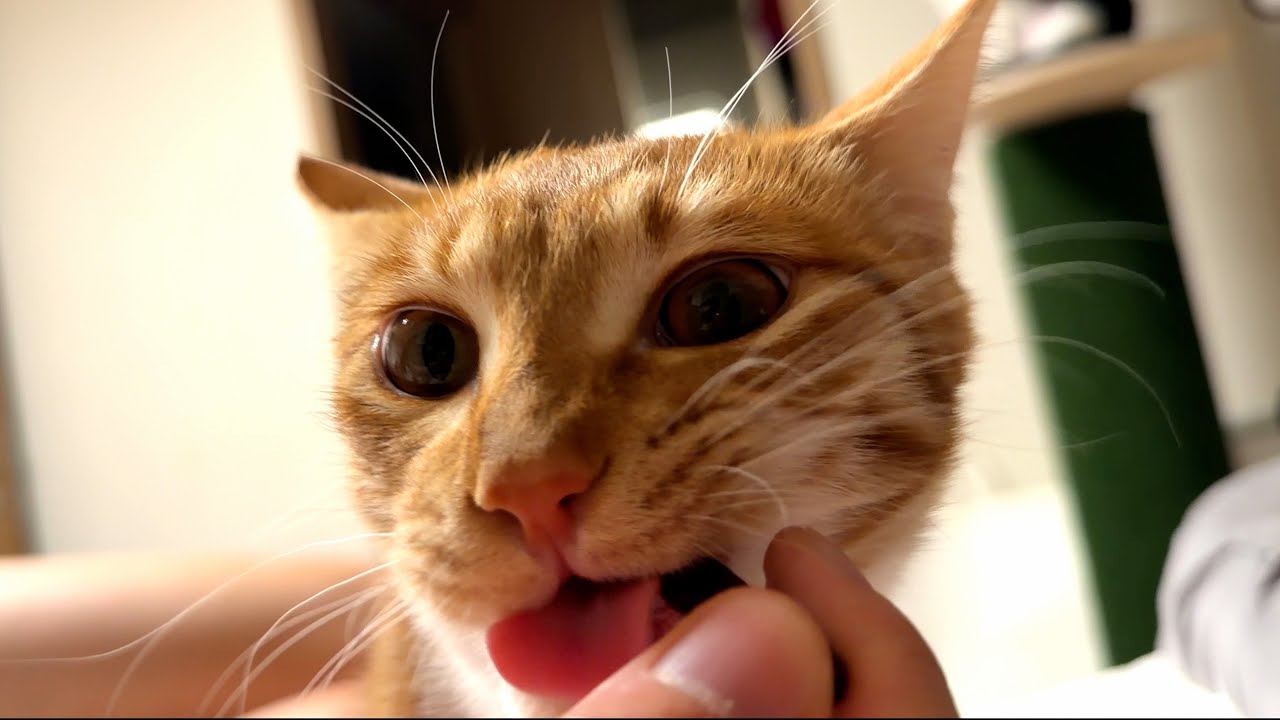 제가 도둑 고양이를 키웠습니다..