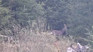 Deer Stalking UK Light Out Buck Kill 7mm Rem Mag Roe Deer Scotland Barnes TTSX Hunting