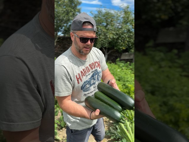 Далфер F1? Так, це цукіні від Innova Seeds 🇺🇸