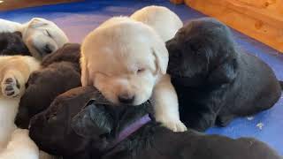 Black Labrador puppies SC | playtime!