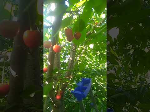 Video: Cherry Ovstuzhenka. սորտի նկարագրություն և լուսանկար