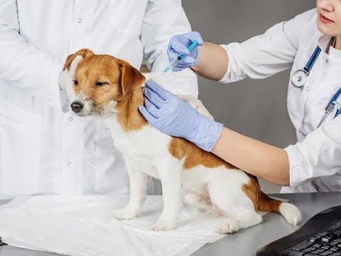 Video: Was sind die Behandlungen für Hunde, die gerinnungshemmendes Rattengift essen?