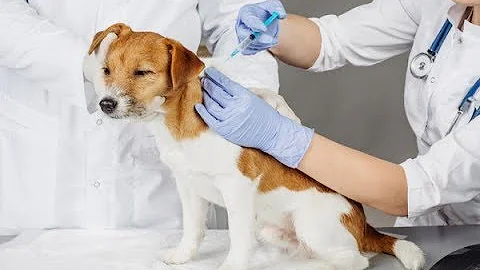 Können Hunde eine Vergiftung überleben?