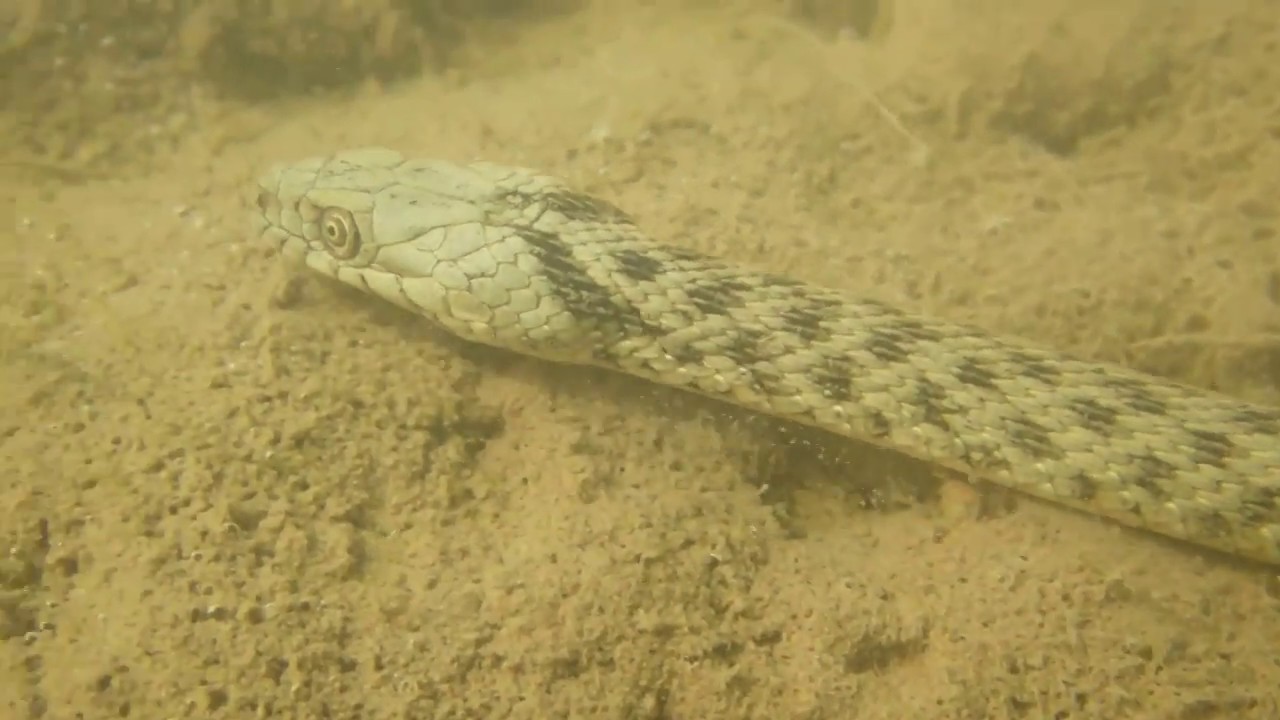 Змеи казахстана. Водяной уж бычколов. Водяной уж Каспий. Водяной уж и шахматная гадюка. Змеи на юге Казахстана.