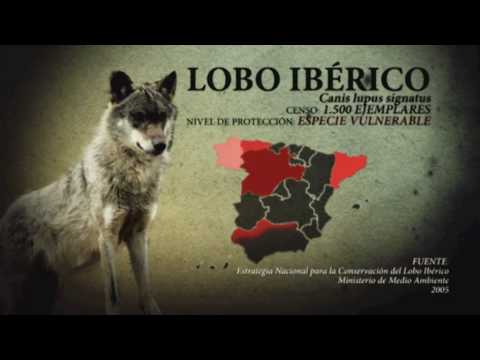 Especies Amenazadas En La Peninsula Iberica Youtube