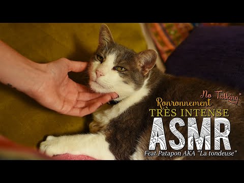 ASMR - CAT - ronronthérapie chat qui ronronne - RONRON RELAXATION