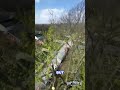 Des Moines Tree Pruning 70ft Up | Saving a Declining Maple