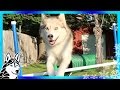 DIY DOG AGILITY JUMPS | How to make Agility jumps | DIY Dog Agility Course DIY DOG AGILITY JUMPS | How to make Agility jumps | DIY Dog Agility Course