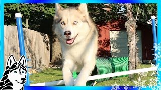 DIY DOG AGILITY JUMPS | How to make Agility jumps | DIY Dog Agility Course