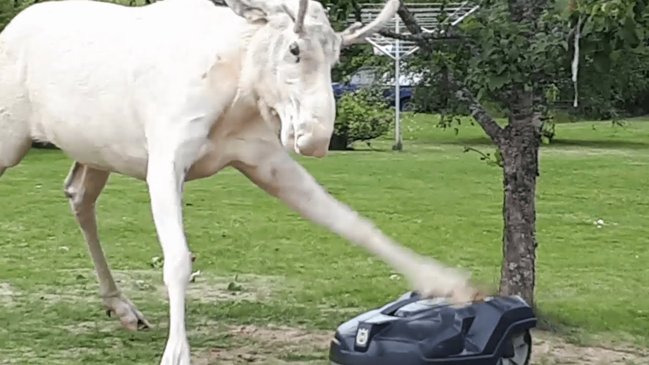 ⁣Albino Moose Takes Out Lawn Mower Robot