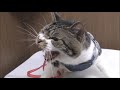 今回も超絶激おこ！必殺猫パンチ炸裂！？動物病院で相変わらずのゴジラぶりな猫リキちゃん【リキちゃんねる　猫動画】Cat video　キジトラ猫との暮らし