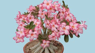 Secret of More Adenium Flower Why My Adenium Blooms Tons of Flowers