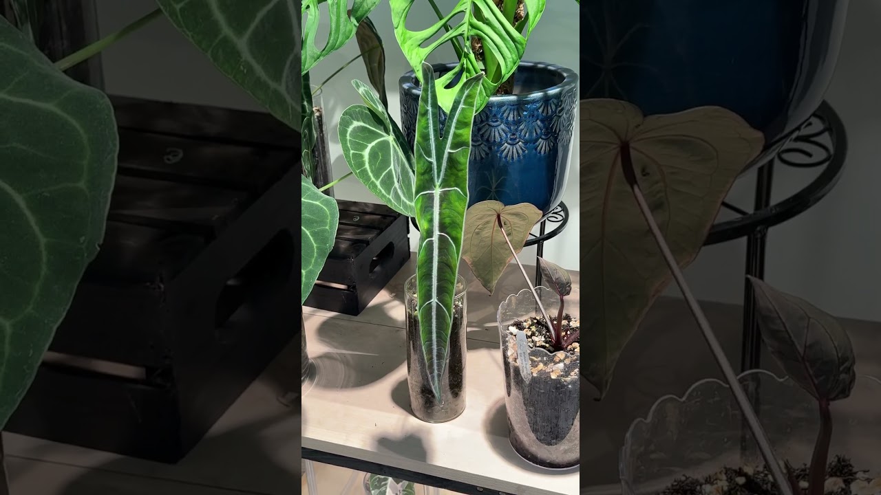 Alocasia longiloba purple + esqueleto + docblock michelle | winter leaves. 🫶🏻