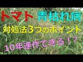 トマト　青枯れ病＆モザイク病（涙）　ご近所さん10年連作に成功！その3つの対処法