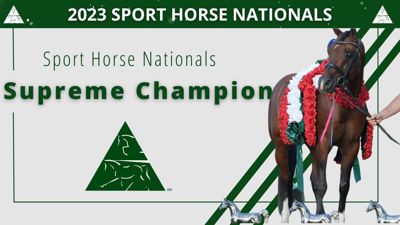 Sport Horse In-Hand Supreme Champion