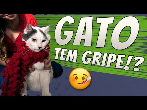 Vídeo: Meu gato está resfriado?