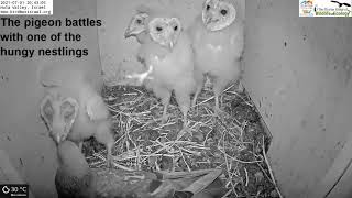 Wild pigeons do not give an owl hoot, Part 2: Revenge of the owl nestlings.