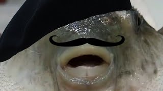 French pufferfish eating a baguette