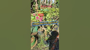 ổi ruby ruột hồng lỡ lớn nhanh trái #caygiong #oiruby #caygiongchatluong #caytrongkinhtecao