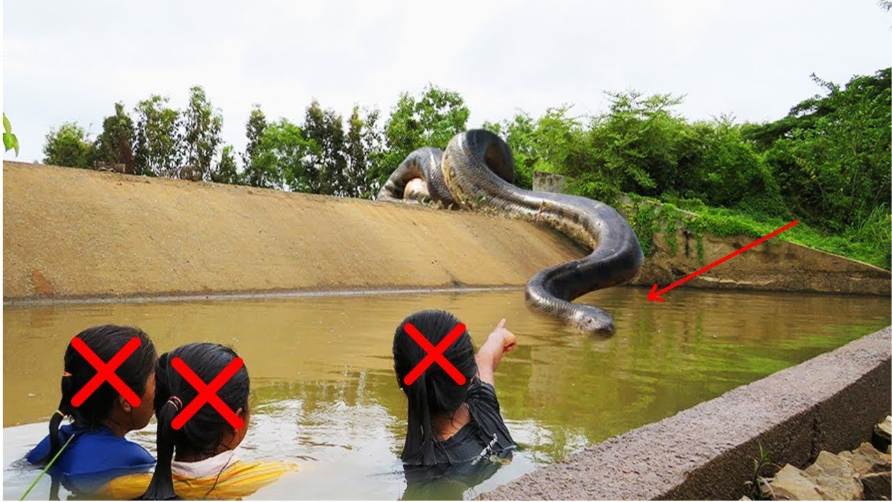 largest anaconda ever captured