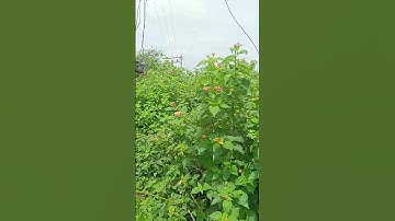 TC #hescom #powerman #power #india #karnataka #tv9 #belagavi #today #riversounds #riverside #life