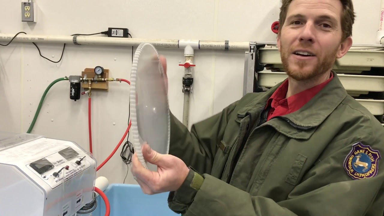 Wyoming Fish Hatchery Part 2 YouTube