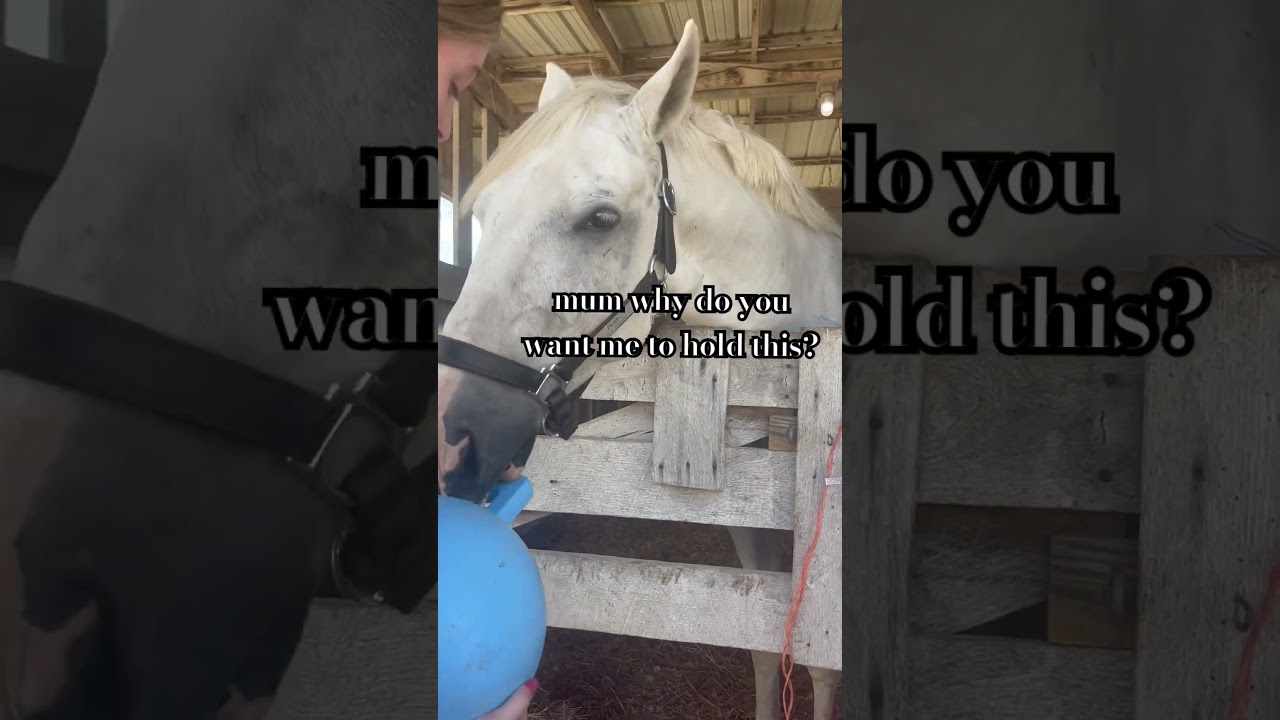 Patch tries to figure out the jolly ball! 