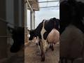 Why are cows in Switzerland the happiest and healthiest?
