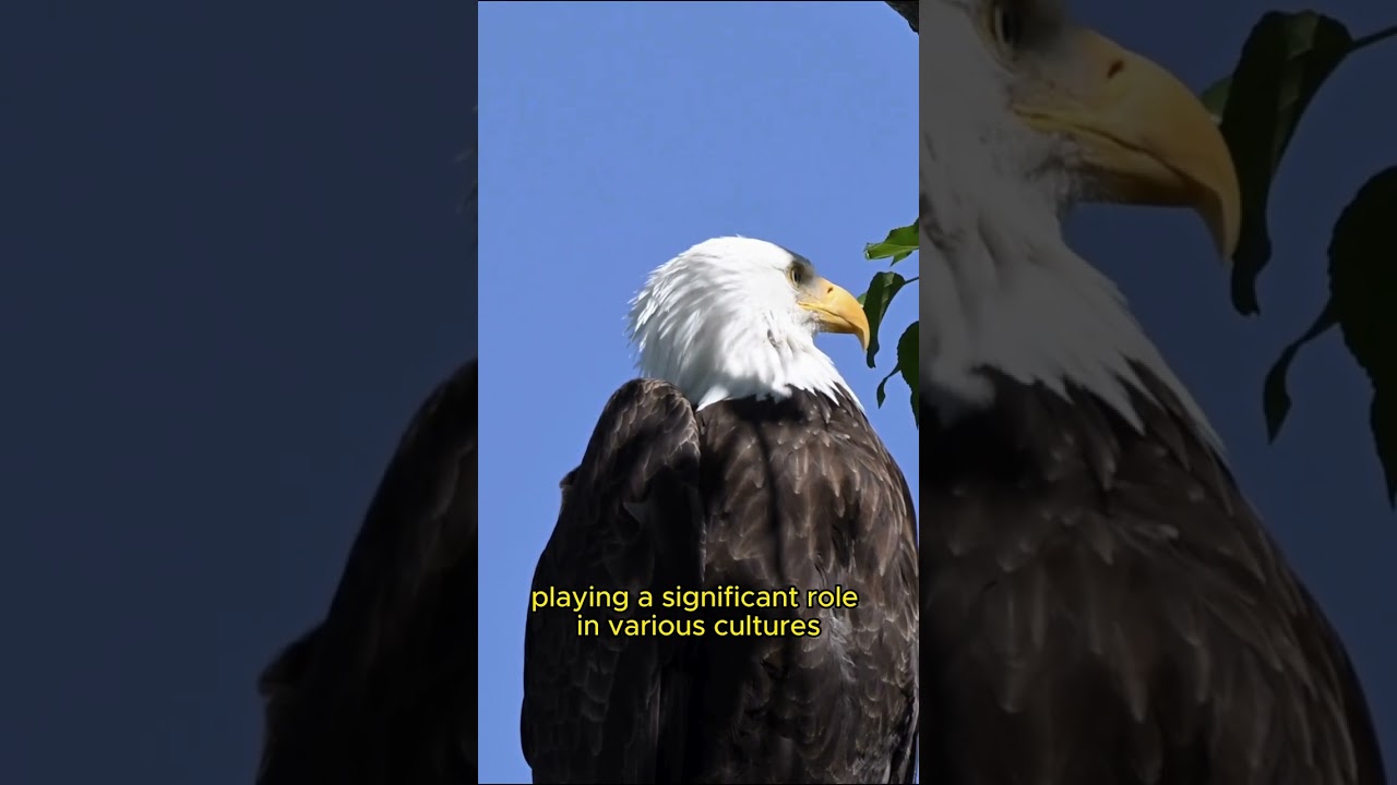 🦅Winged Majesty: Eagles in Nature's Symphony 