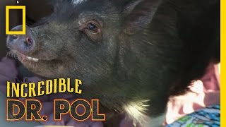 This Little Piggy Got a Pedicure | The Incredible Dr. Pol