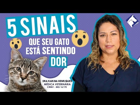 Vídeo: Por Que O Gatinho Se Sente Mal?