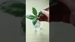 Download Lagu Dua Cara Menanam Basil Atau Selasih (Two Ways To Grow Basil) MP3 Download Lagu Dua Cara Menanam Basil Atau Selasih (Two Ways To Grow Basil) MP3