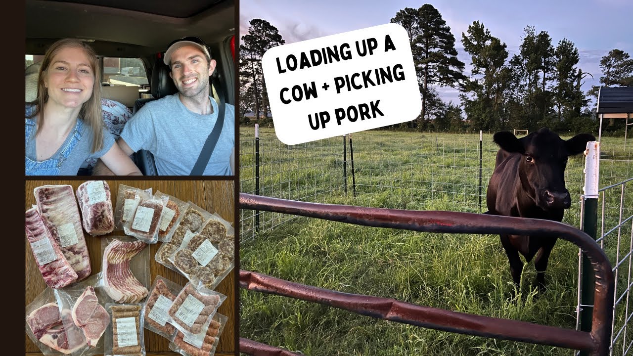 Loading Up a Cow with No Special Equipment - YouTube