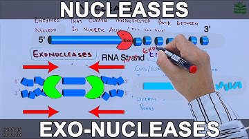 Nucleases | Exonucleases and Endonucleases