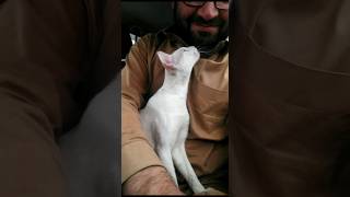 Cute  turkish cat loving her new owner  #4k #trending #cute #cat #pet