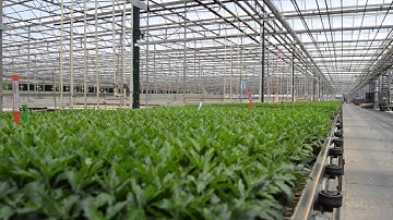 DemandLink: Retail Forecasting and Replenishment