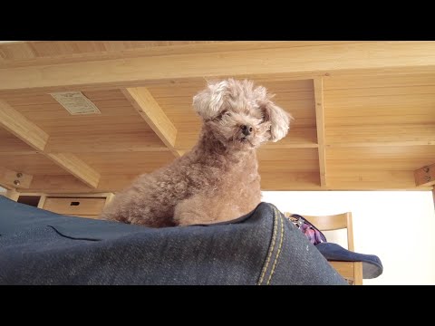妹犬のお手入れ中ずっと見守っている兄犬が尊いｗ【トイプードル】