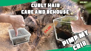 Curly Hair Tarantula |  Rehouse & Care Notes | DIY enclosure