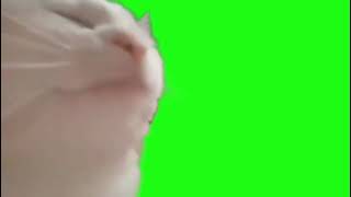 футаж Кот Флексит на зелёном фоне - хромакей