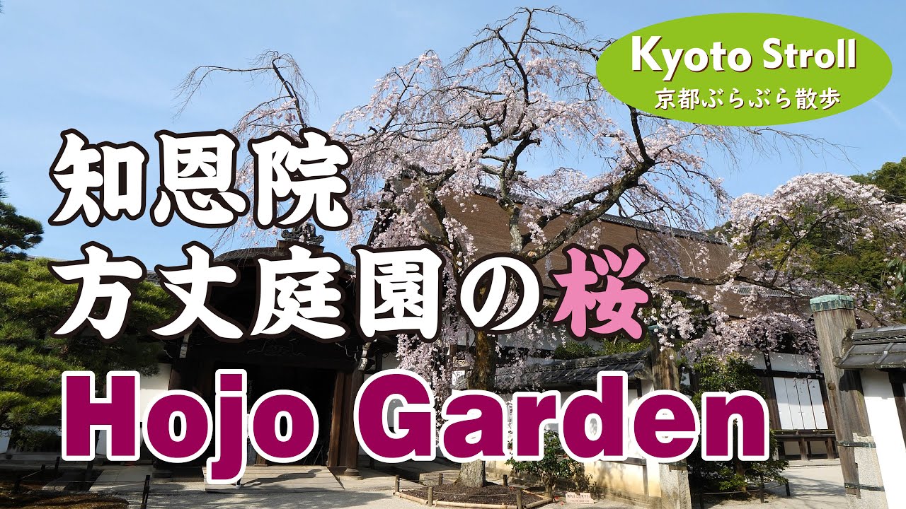 Kyoto Japan 4k 知恩院 方丈庭園の桜 Cherry Blossoms At Hojo Garden In Chion In Temple Youtube